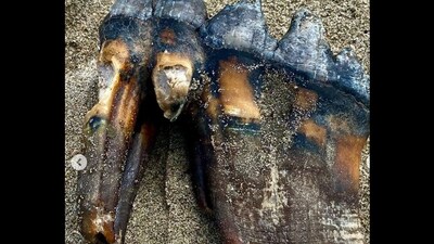 Woman on California beach finds ancient mastodon tooth. (Instagram/@Wayne Thompson) Woman on California beach finds ancient mastodon tooth. (Instagram/@Wayne Thompson)