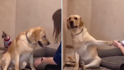The image shows the dramatic dog. (Reddit/@morganmonroe81)