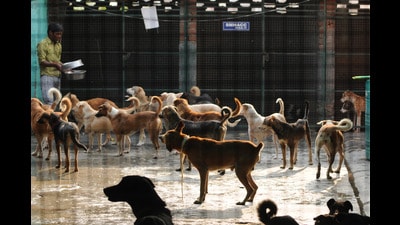 The group has tied up with 20 different animal shelters across the National Capital Region (NCR), with more to be added over the weekend, the group said. (HT Archive) The group has tied up with 20 different animal shelters across the National Capital Region (NCR), with more to be added over the weekend, the group said. (HT Archive)