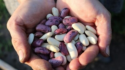 Legumes and beans can provide brain-friendly nutrients such as magnesium, zinc, fiber, antioxidants, and folate. All of these can help boost your mood and brain health. (Pixabay) Legumes and beans can provide brain-friendly nutrients such as magnesium, zinc, fiber, antioxidants, and folate. All of these can help boost your mood and brain health. (Pixabay)