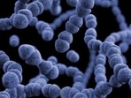 The bacteria can cling to the surface of plastic waste. The bacteria can cling to the surface of plastic waste.