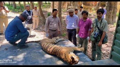 Injured tigress dies in Dudhwa buffer zone