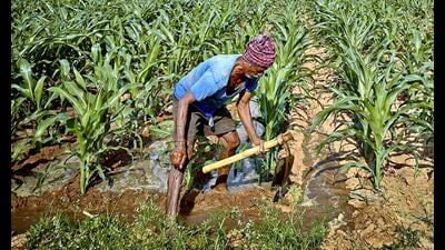 Farmers will learn traditional Indian alternatives to chemical pesticides and fertilisers. (AFP)