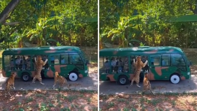 The image shows a tiger and a tourist vehicle. (Twitter/@Bellaasays2) The image shows a tiger and a tourist vehicle. (Twitter/@Bellaasays2)