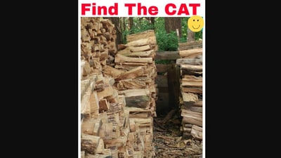 Viral brain teaser: How quickly can you find the hidden cat? (Twitter/@WholesomeMeme)