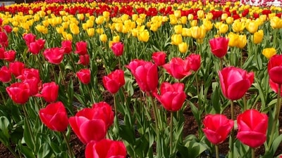 Flowers that resonate with your personality traits as per your zodiac sign. Flowers that resonate with your personality traits as per your zodiac sign.