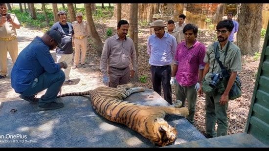 Injured tigress dies in Dudhwa buffer zone
