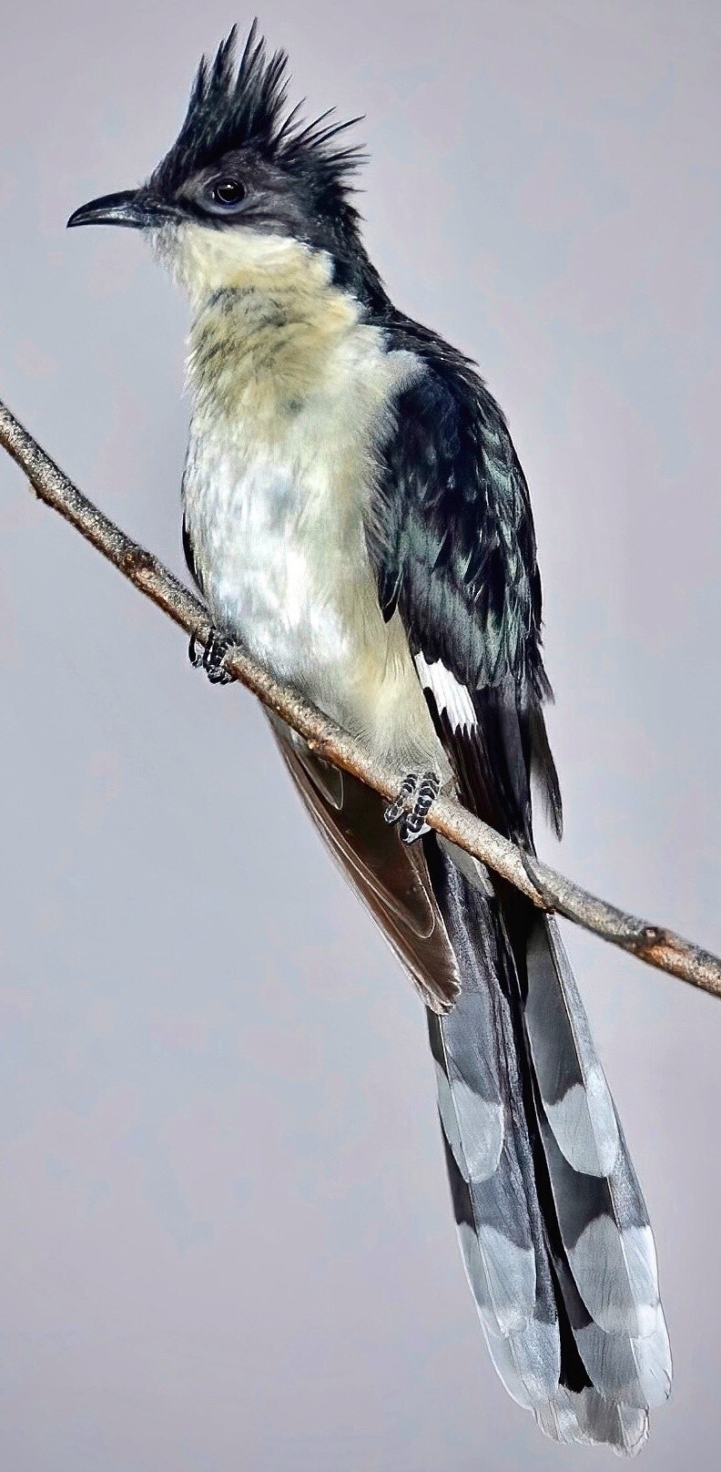 Pied cuckoo at Jainti dam. Pied cuckoo at Jainti dam.