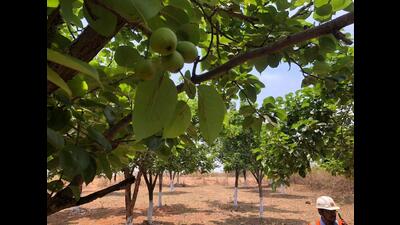 A mango orchard in Jharkhand’s Gumla district. (HT Photo) A mango orchard in Jharkhand’s Gumla district. (HT Photo)