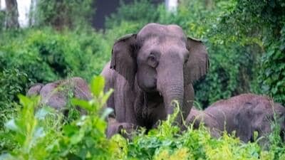 Elephants inside Narangi Military Station in Guwahati. (Photo: Indian Army) Elephants inside Narangi Military Station in Guwahati. (Photo: Indian Army)