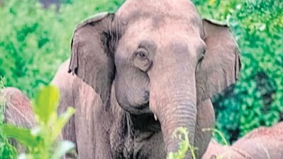 Elephants inside the 3,500-acre Narangi military station. Nearly two-thirds of the state is free of construction, with an abundance of trees and ponds. (Photos: Indian Army)