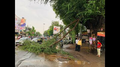 Many tree falling incidents were reported in the city on Sunday evening. (HT PHOTO)