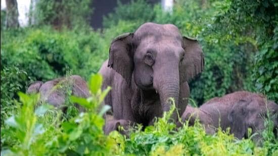 Elephants inside Narangi Military Station in Guwahati. (Photo: Indian Army)