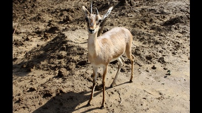 A closer look at the 25 instances of crime against wildlife as reported by the forest department reveals that the Chinkara or the Indian Gazelle is among the worst affected wild animal (HT FILE PHOTO)