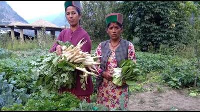 All India Coordinated Research Project’s Solan centre on vegetable crops has been adjudged the Best Research Center on Vegetable Crops 2022 (HT File)