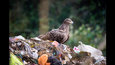 Bird watcher Avadesh Malik’s photograph of a Steppe Eagle sitting on garbage, captured on the outskirts of Ranikhet in Uttarakhand, narrates the ill-effects of plastic pollution on avian life. Bird watcher Avadesh Malik’s photograph of a Steppe Eagle sitting on garbage, captured on the outskirts of Ranikhet in Uttarakhand, narrates the ill-effects of plastic pollution on avian life.