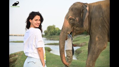 Disha Patani spent a day with rescued eleephants at the WIldlife SOS Elephahnt Conservation and Care Centre, Mathura (Sourced) Disha Patani spent a day with rescued eleephants at the WIldlife SOS Elephahnt Conservation and Care Centre, Mathura (Sourced)