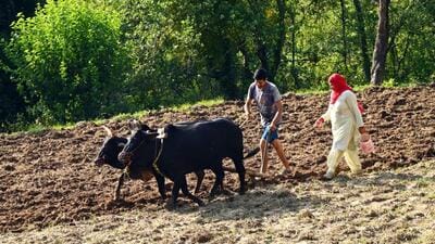 Farmers working in his fields on a sunny Sunday afternoon after weeks of inclement weather in a village near Mandi. (Birbal Sharma/HT )