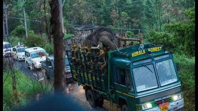 Forest officials transporting 'Arikomban' the wild elephant, at Idukki district in Kerala on April 29, 2023. (AFP) Forest officials transporting 'Arikomban' the wild elephant, at Idukki district in Kerala on April 29, 2023. (AFP)