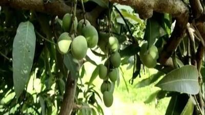 Mango tree and children have become reminiscent of golden childhood memories. (HT File) Mango tree and children have become reminiscent of golden childhood memories. (HT File)