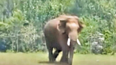 A team of 4 veterinary doctors have been monitoring the movement of the elephant and its health since the last few days. (HT Photo) (HT_PRINT) A team of 4 veterinary doctors have been monitoring the movement of the elephant and its health since the last few days. (HT Photo) (HT_PRINT)