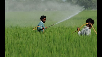 The research – first published in the ‘New Phytologist Journal for Plant Science’ in March 2023 – found that moths flew away from plants laced with geraniol such as the Himalayan eggplant variety, RC-RL-22 (RL22 (REPRESENTATIVE IMAGE) The research – first published in the ‘New Phytologist Journal for Plant Science’ in March 2023 – found that moths flew away from plants laced with geraniol such as the Himalayan eggplant variety, RC-RL-22 (RL22 (REPRESENTATIVE IMAGE)