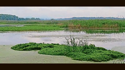 The wetland which was declared a Ramsar site last year. (HT Photo) The wetland which was declared a Ramsar site last year. (HT Photo)