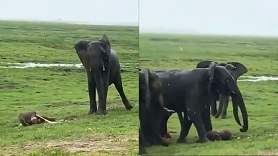 The image, taken from the video shared on Twitter, captures the moment right after the mama elephant gave birth to her calf. (Twitter/@gabriele_corno) The image, taken from the video shared on Twitter, captures the moment right after the mama elephant gave birth to her calf. (Twitter/@gabriele_corno)