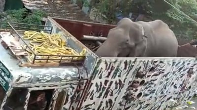 Arikomban strayed into Cumbum town in Theni district of Tamil Nadu on May 27. (Twitter/@bydivyac) Arikomban strayed into Cumbum town in Theni district of Tamil Nadu on May 27. (Twitter/@bydivyac)