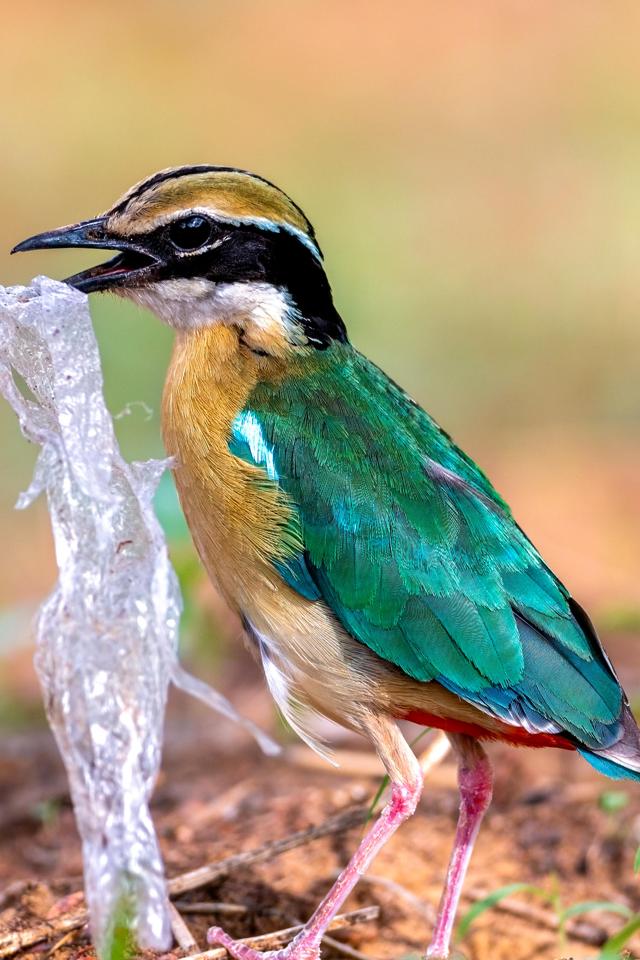 Indian Pitta as captured by birder Prashant Pansari while picking up a plastic wrapper in Jaipur’s Jhalana Forest Reserve Area. Indian Pitta as captured by birder Prashant Pansari while picking up a plastic wrapper in Jaipur’s Jhalana Forest Reserve Area.