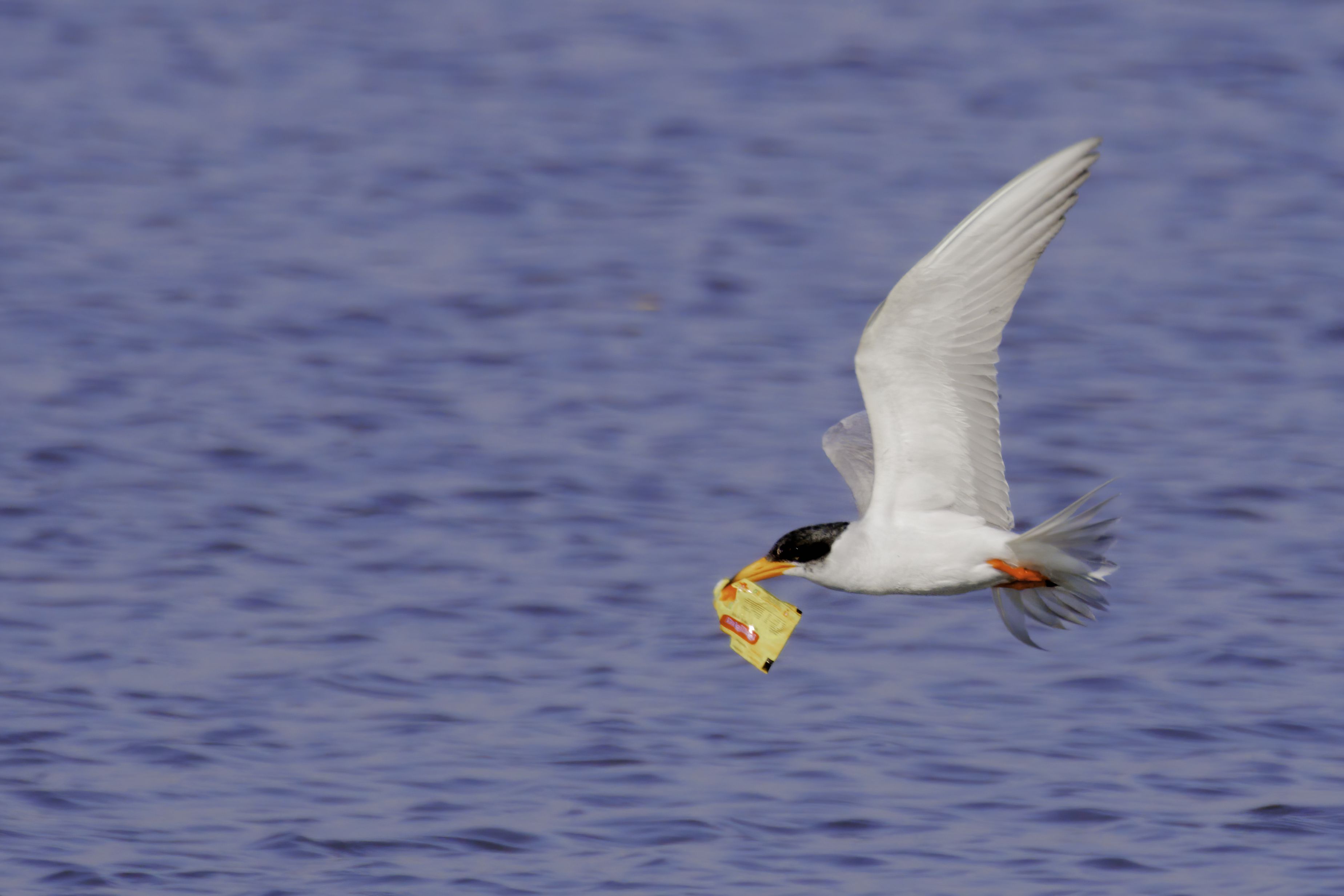 Mistaking it to be a fish, as per Col Pankaj Sharma, a River Tern at Haryana’s Chandu Budhera flies off with a plastic wrapper in its beak. Mistaking it to be a fish, as per Col Pankaj Sharma, a River Tern at Haryana’s Chandu Budhera flies off with a plastic wrapper in its beak.