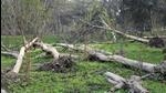 The Uttarakhand Forest Development Corporation was mandated to cut the Eucalyptus trees, but under the tree felling exercise, timber smugglers also fell nearly 100 trees. (Representative Image)