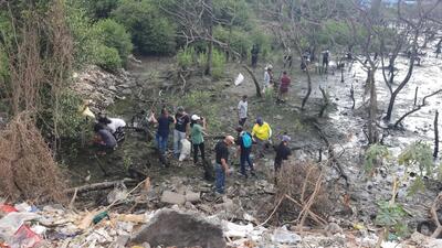 Forest dept replants mangroves in Vashi on two hectares