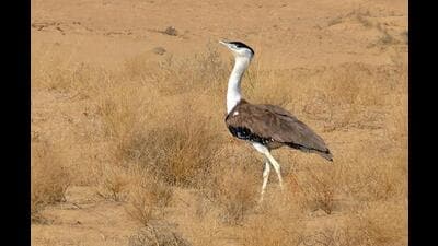Birds - The Great Indian Bustard Birds - The Great Indian Bustard