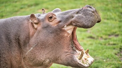 Study finds that Columbia's cocaine hippos have grown in population. (Unsplash)