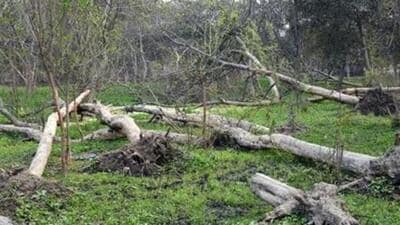 The Uttarakhand Forest Development Corporation was mandated to cut the Eucalyptus trees, but under the tree felling exercise, timber smugglers also fell nearly 100 trees. (Representative Image) The Uttarakhand Forest Development Corporation was mandated to cut the Eucalyptus trees, but under the tree felling exercise, timber smugglers also fell nearly 100 trees. (Representative Image)