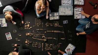Researchers lay out fossils of Homo naledi at the University of the Witwatersrand's Evolutionary Studies Institute in Johannesburg, South Africa (AP)
