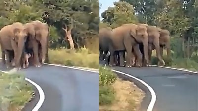 The image shows a pink baby elephant being protected by adults. (Twitter/@gabriele_corno) The image shows a pink baby elephant being protected by adults. (Twitter/@gabriele_corno)