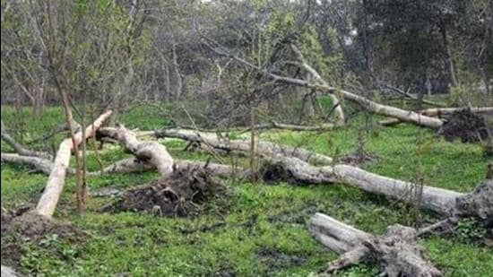 The Uttarakhand Forest Development Corporation was mandated to cut the Eucalyptus trees, but under the tree felling exercise, timber smugglers also fell nearly 100 trees. (Representative Image)