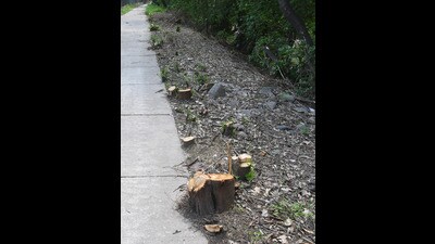 A visit to the spot revealed trees, with trunks up to half-a-feet wide, chopped along the already laid passage. The tree species could not be immediately established. (HT Photo) A visit to the spot revealed trees, with trunks up to half-a-feet wide, chopped along the already laid passage. The tree species could not be immediately established. (HT Photo)