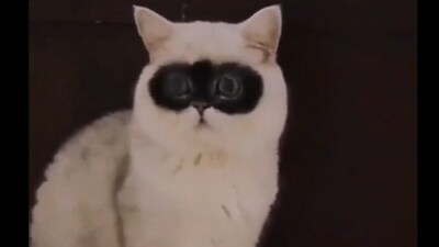 Cat rocks 'Apple Vision Pro' (Twitter/@buitengebieden) Cat rocks 'Apple Vision Pro' (Twitter/@buitengebieden)