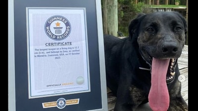 Dog sets world record for the longest tongue. (Instagram/@guinnessworldrecords) Dog sets world record for the longest tongue. (Instagram/@guinnessworldrecords)