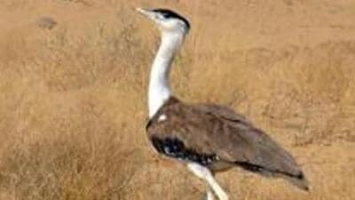 Great Indian bustard (HT FILE)