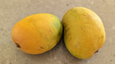 House help celebrates son passing class 10 with mangoes. (Twitter/@Utkarsh Gupta)