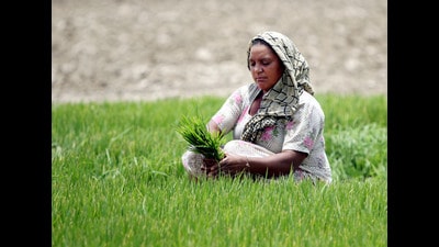 The Union cabinet committee on economic affairs announced revised minimum support prices (MSPs) for different kharif crops on Wednesday. (File photo)