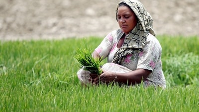 The Union cabinet committee on economic affairs announced revised minimum support prices (MSPs) for different kharif crops on Wednesday. (File photo) (HT_PRINT) The Union cabinet committee on economic affairs announced revised minimum support prices (MSPs) for different kharif crops on Wednesday. (File photo) (HT_PRINT)