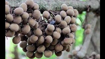 Tree turmeric (For representation only)