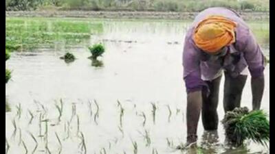 With paddy sowing in Punjab set to start from June 10, the government is facing a stiff challenge in dealing with the highest stubble-producing variety of PUSA 44. With paddy sowing in Punjab set to start from June 10, the government is facing a stiff challenge in dealing with the highest stubble-producing variety of PUSA 44.