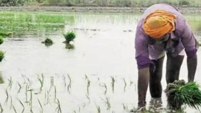 With paddy sowing in Punjab set to start from June 10, the government is facing a stiff challenge in dealing with the highest stubble-producing variety of PUSA 44. (File) With paddy sowing in Punjab set to start from June 10, the government is facing a stiff challenge in dealing with the highest stubble-producing variety of PUSA 44. (File)