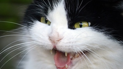 While interacting with an irritated cat, make them feel safe and use a gentle approach. (Pixabay) While interacting with an irritated cat, make them feel safe and use a gentle approach. (Pixabay)